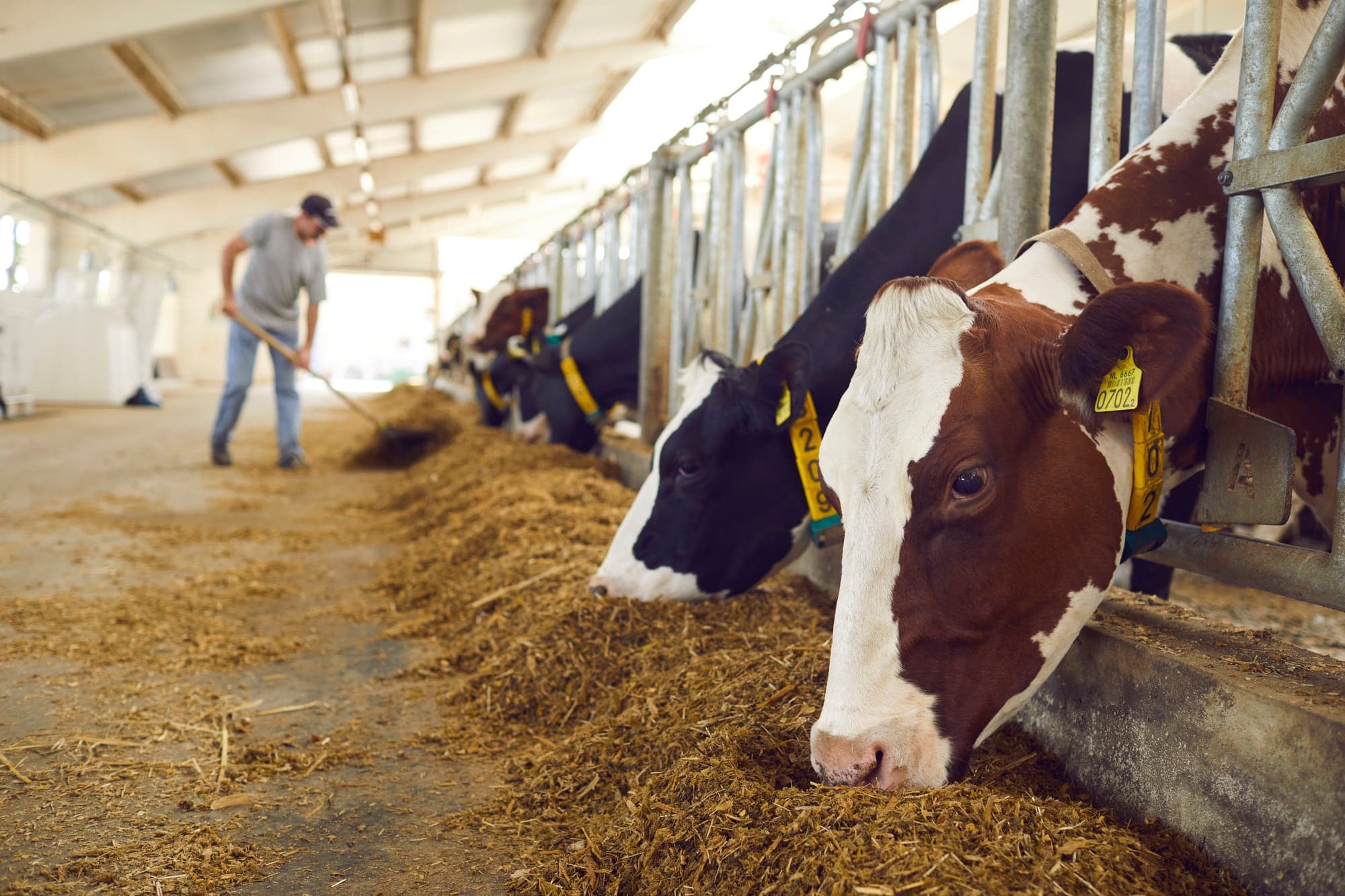 Farmhand forking fresh ration along the feed alley while dairy cows eat at the headlocks